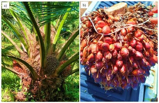 Oil Palm Fruit